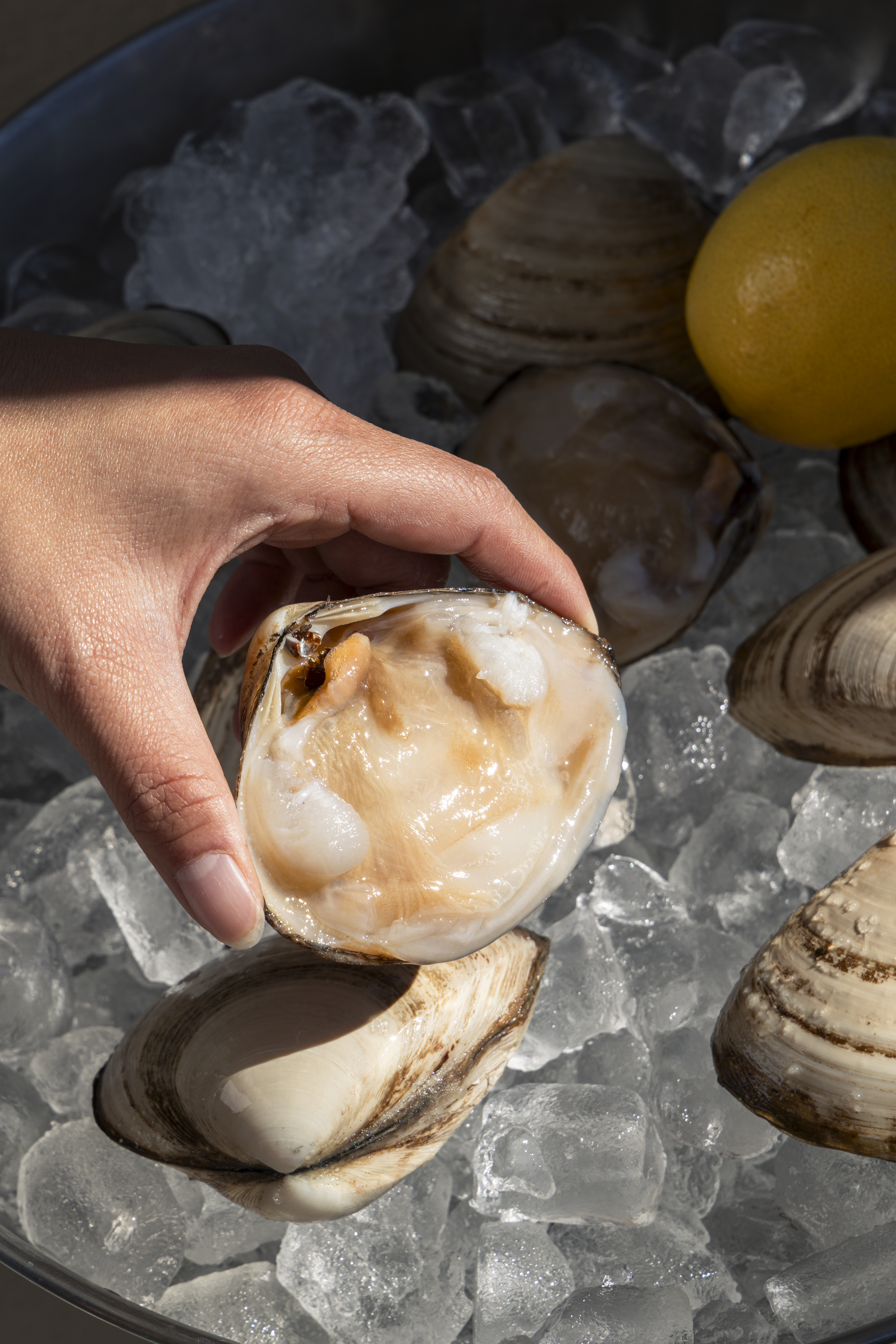 Hand holding an opened Storm Shell clam over ice