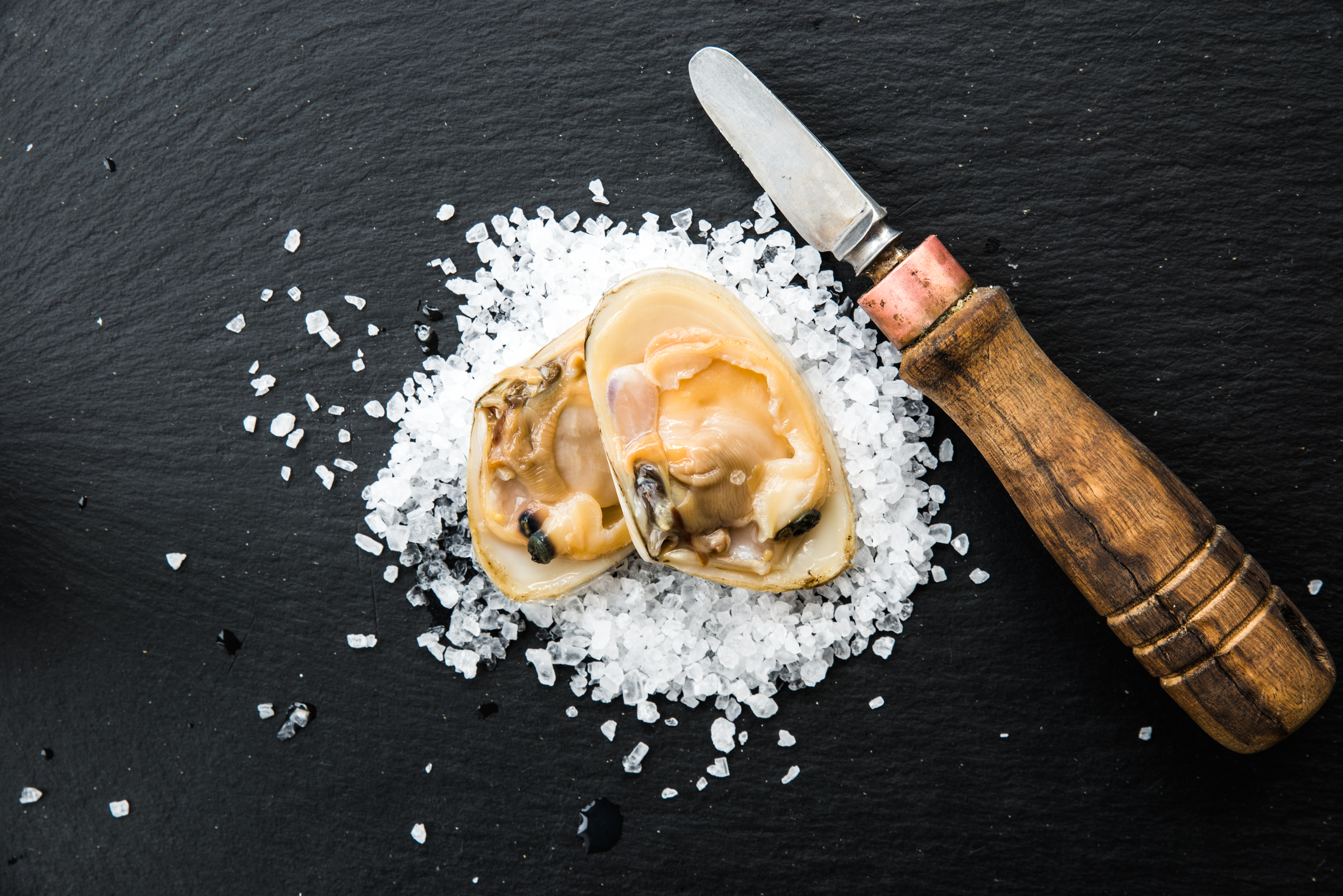 Tuatua clam shucked and opened on rock salt
